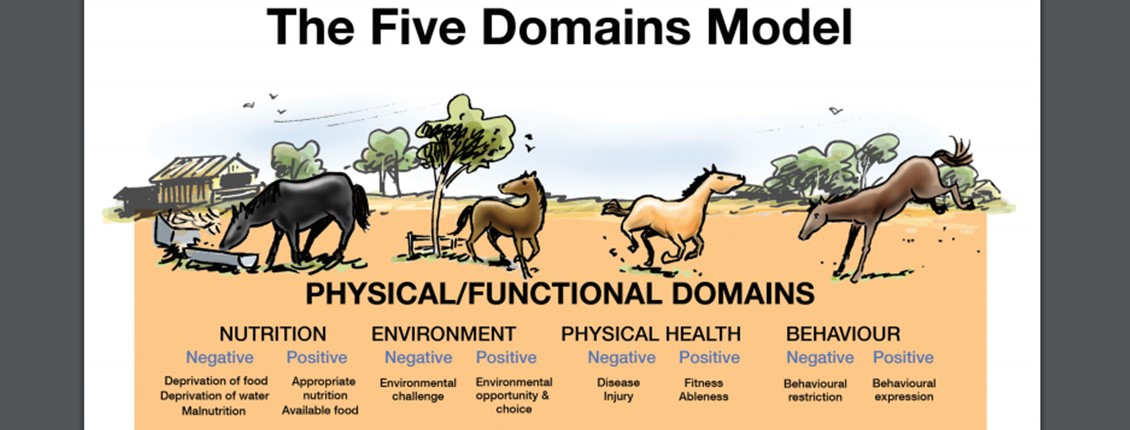 What Are The 5 Domains Of Animal Welfare